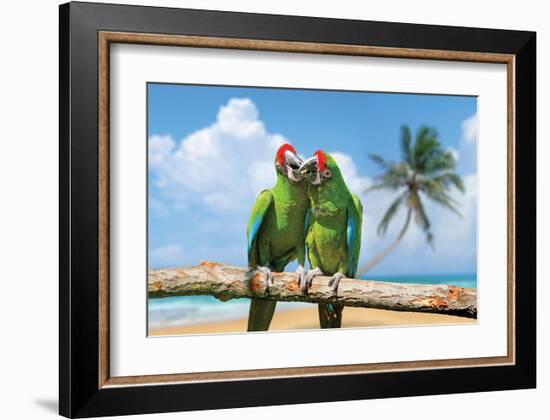 Severe Macaw Parrots on Beach-null-Framed Art Print