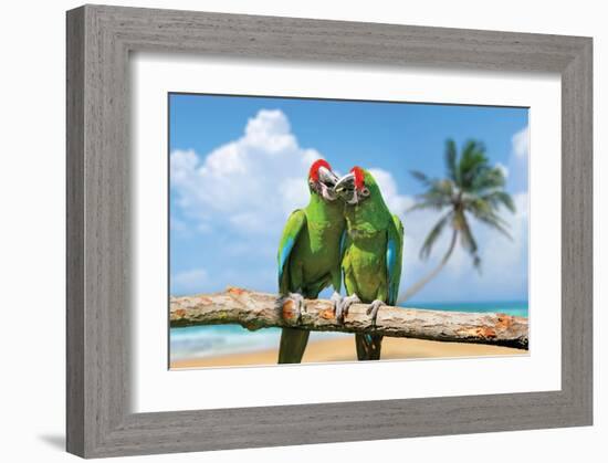 Severe Macaw Parrots on Beach-null-Framed Art Print