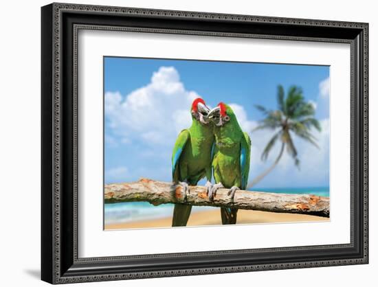 Severe Macaw Parrots on Beach-null-Framed Art Print