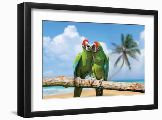 Severe Macaw Parrots on Beach-null-Framed Art Print