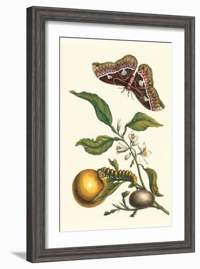 Seville Orange with a Golden Rothschild Butterfly-Maria Sibylla Merian-Framed Art Print