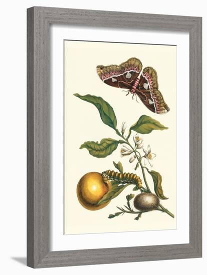 Seville Orange with a Golden Rothschild Butterfly-Maria Sibylla Merian-Framed Art Print