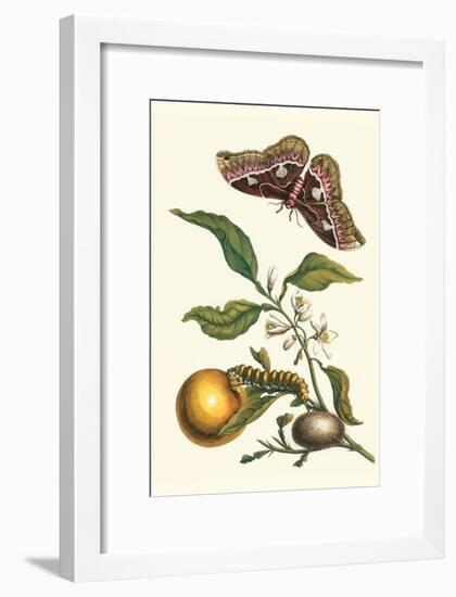 Seville Orange with a Golden Rothschild Butterfly-Maria Sibylla Merian-Framed Art Print