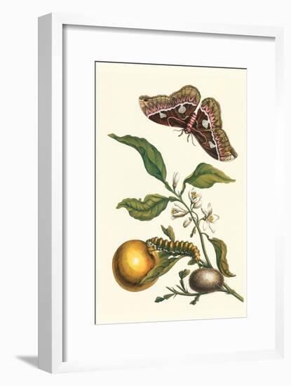 Seville Orange with a Golden Rothschild Butterfly-Maria Sibylla Merian-Framed Art Print