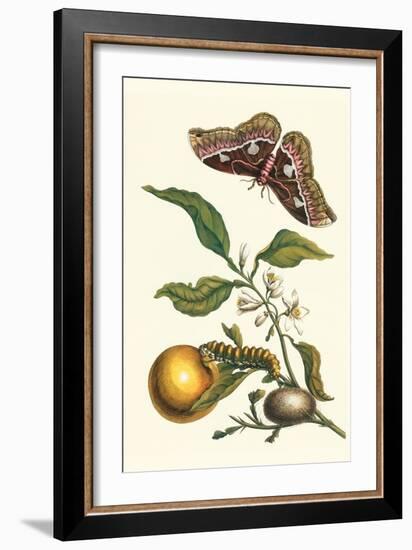 Seville Orange with a Golden Rothschild Butterfly-Maria Sibylla Merian-Framed Art Print