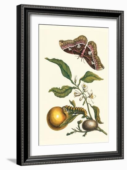 Seville Orange with a Golden Rothschild Butterfly-Maria Sibylla Merian-Framed Art Print