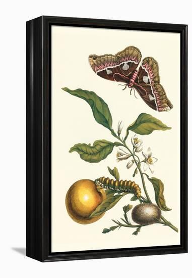 Seville Orange with a Golden Rothschild Butterfly-Maria Sibylla Merian-Framed Stretched Canvas