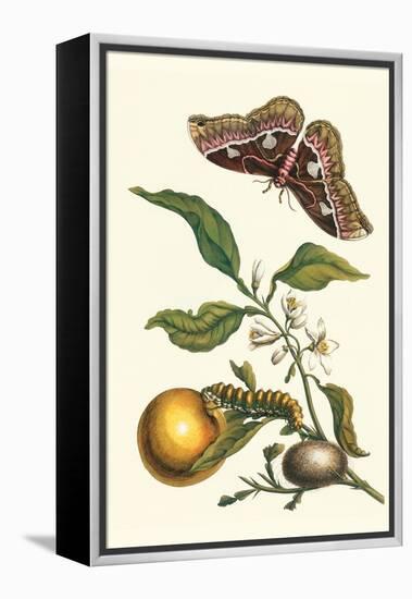 Seville Orange with a Golden Rothschild Butterfly-Maria Sibylla Merian-Framed Stretched Canvas