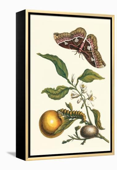 Seville Orange with a Golden Rothschild Butterfly-Maria Sibylla Merian-Framed Stretched Canvas