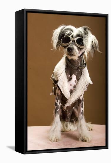 Sexy Chinese Crested Hairless Sporting A Cool Coat And Glasses-Candicecunningham-Framed Premier Image Canvas