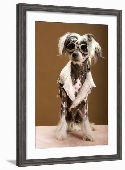 Sexy Chinese Crested Hairless Sporting A Cool Coat And Glasses-Candicecunningham-Framed Photographic Print