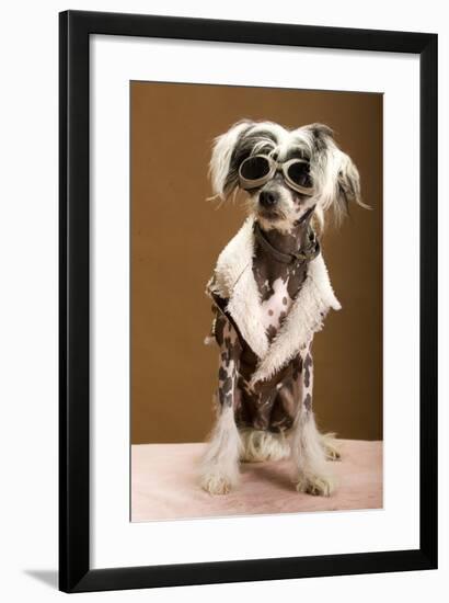 Sexy Chinese Crested Hairless Sporting A Cool Coat And Glasses-Candicecunningham-Framed Photographic Print