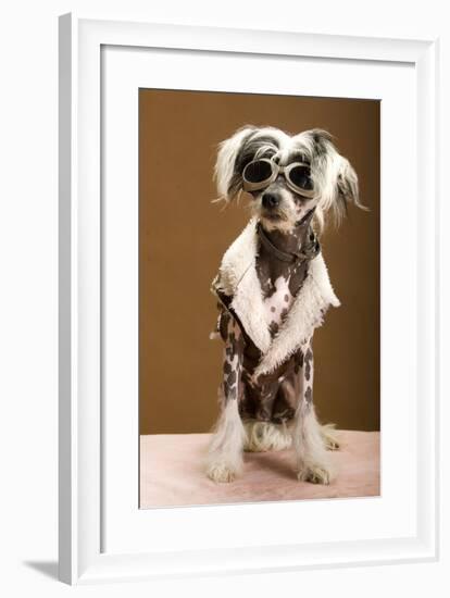 Sexy Chinese Crested Hairless Sporting A Cool Coat And Glasses-Candicecunningham-Framed Photographic Print