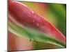 Sexy Pink Heliconia, Hilo Botanical Garden, Hilo, Hawaii, USA-Rob Tilley-Mounted Photographic Print