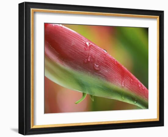 Sexy Pink Heliconia, Hilo Botanical Garden, Hilo, Hawaii, USA-Rob Tilley-Framed Photographic Print