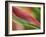 Sexy Pink Heliconia, Hilo Botanical Garden, Hilo, Hawaii, USA-Rob Tilley-Framed Photographic Print