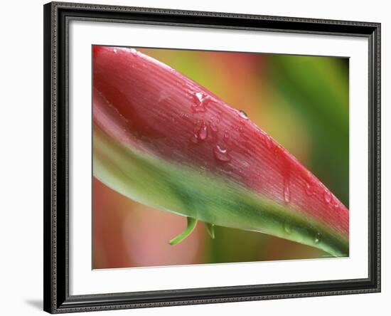 Sexy Pink Heliconia, Hilo Botanical Garden, Hilo, Hawaii, USA-Rob Tilley-Framed Photographic Print