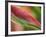 Sexy Pink Heliconia, Hilo Botanical Garden, Hilo, Hawaii, USA-Rob Tilley-Framed Photographic Print