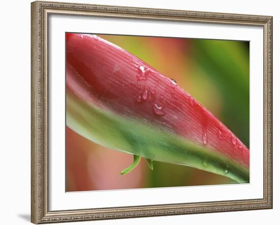 Sexy Pink Heliconia, Hilo Botanical Garden, Hilo, Hawaii, USA-Rob Tilley-Framed Photographic Print