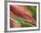 Sexy Pink Heliconia, Hilo Botanical Garden, Hilo, Hawaii, USA-Rob Tilley-Framed Photographic Print