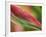 Sexy Pink Heliconia, Hilo Botanical Garden, Hilo, Hawaii, USA-Rob Tilley-Framed Photographic Print