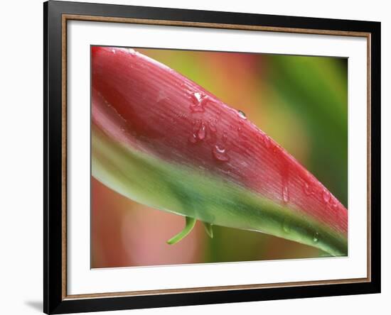 Sexy Pink Heliconia, Hilo Botanical Garden, Hilo, Hawaii, USA-Rob Tilley-Framed Photographic Print