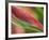 Sexy Pink Heliconia, Hilo Botanical Garden, Hilo, Hawaii, USA-Rob Tilley-Framed Photographic Print