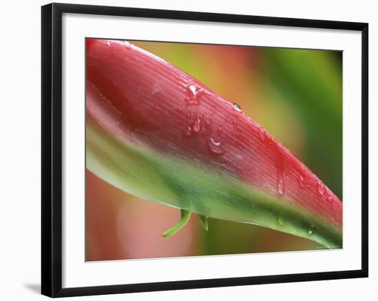 Sexy Pink Heliconia, Hilo Botanical Garden, Hilo, Hawaii, USA-Rob Tilley-Framed Photographic Print