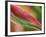 Sexy Pink Heliconia, Hilo Botanical Garden, Hilo, Hawaii, USA-Rob Tilley-Framed Photographic Print