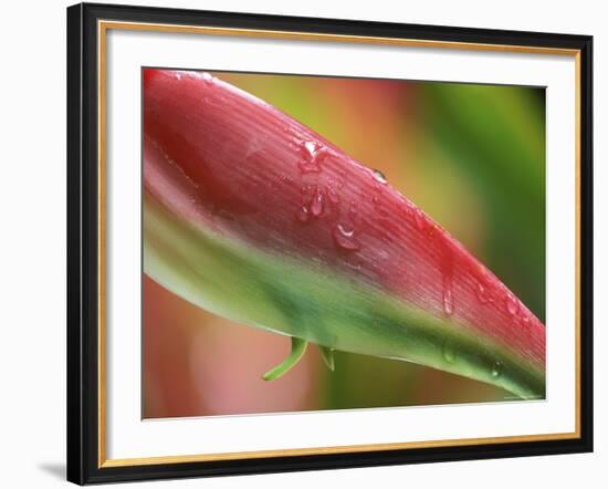 Sexy Pink Heliconia, Hilo Botanical Garden, Hilo, Hawaii, USA-Rob Tilley-Framed Photographic Print