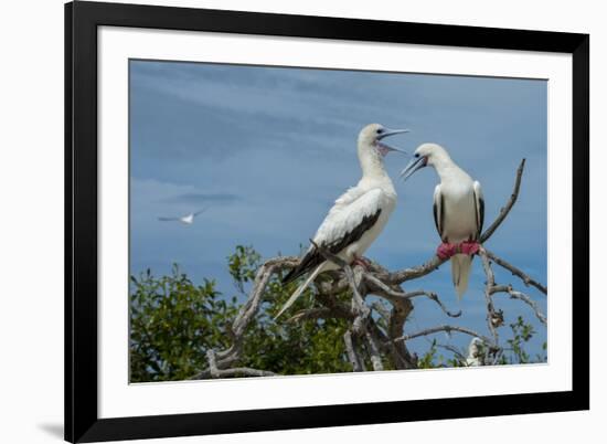 Seychelles, Indian Ocean, Aldabra, Cosmoledo Atoll. Pair of Red-footed boobies.-Cindy Miller Hopkins-Framed Premium Photographic Print