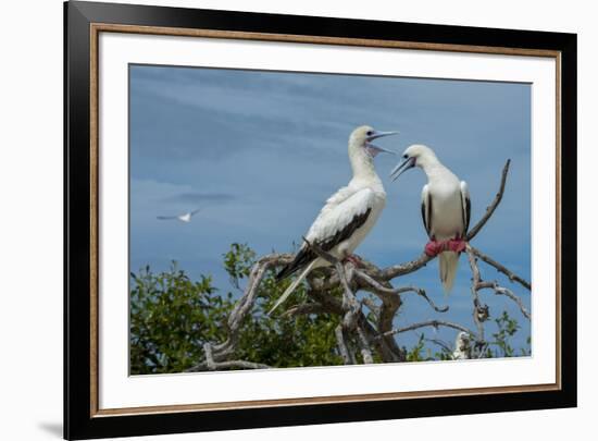 Seychelles, Indian Ocean, Aldabra, Cosmoledo Atoll. Pair of Red-footed boobies.-Cindy Miller Hopkins-Framed Premium Photographic Print
