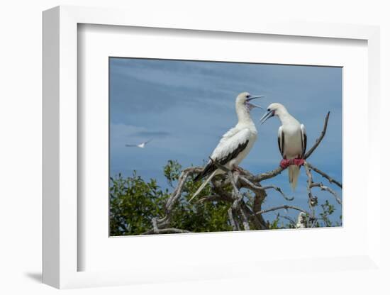 Seychelles, Indian Ocean, Aldabra, Cosmoledo Atoll. Pair of Red-footed boobies.-Cindy Miller Hopkins-Framed Photographic Print