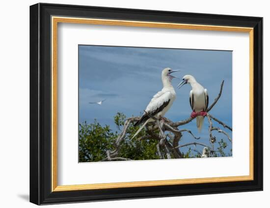 Seychelles, Indian Ocean, Aldabra, Cosmoledo Atoll. Pair of Red-footed boobies.-Cindy Miller Hopkins-Framed Photographic Print