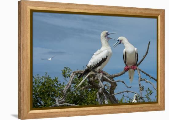 Seychelles, Indian Ocean, Aldabra, Cosmoledo Atoll. Pair of Red-footed boobies.-Cindy Miller Hopkins-Framed Premier Image Canvas