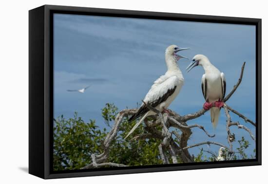 Seychelles, Indian Ocean, Aldabra, Cosmoledo Atoll. Pair of Red-footed boobies.-Cindy Miller Hopkins-Framed Premier Image Canvas