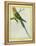 Seychelles Parakeet-Georges-Louis Buffon-Framed Premier Image Canvas