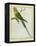 Seychelles Parakeet-Georges-Louis Buffon-Framed Premier Image Canvas