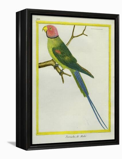 Seychelles Parakeet-Georges-Louis Buffon-Framed Premier Image Canvas