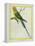 Seychelles Parakeet-Georges-Louis Buffon-Framed Premier Image Canvas