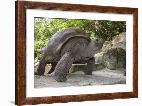 Seychelles, St. Anne Marine NP, Moyenne Island. Giant Aldabra Tortoise-Cindy Miller Hopkins-Framed Photographic Print