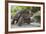 Seychelles, St. Anne Marine NP, Moyenne Island. Giant Aldabra Tortoise-Cindy Miller Hopkins-Framed Photographic Print