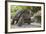 Seychelles, St. Anne Marine NP, Moyenne Island. Giant Aldabra Tortoise-Cindy Miller Hopkins-Framed Photographic Print