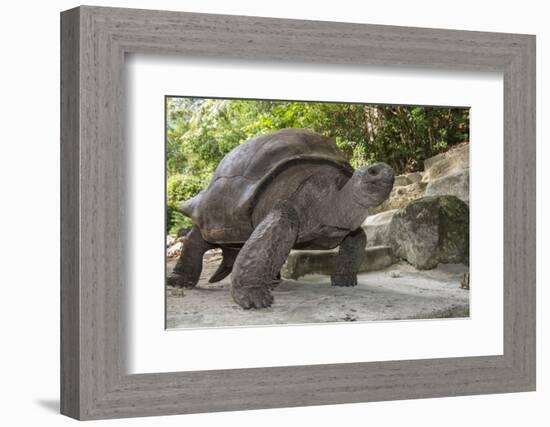 Seychelles, St. Anne Marine NP, Moyenne Island. Giant Aldabra Tortoise-Cindy Miller Hopkins-Framed Photographic Print