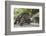 Seychelles, St. Anne Marine NP, Moyenne Island. Giant Aldabra Tortoise-Cindy Miller Hopkins-Framed Photographic Print