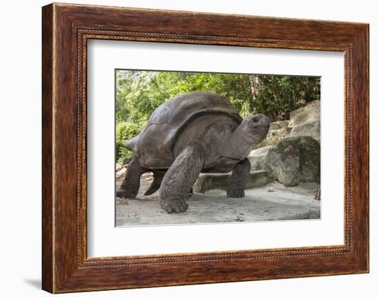 Seychelles, St. Anne Marine NP, Moyenne Island. Giant Aldabra Tortoise-Cindy Miller Hopkins-Framed Photographic Print