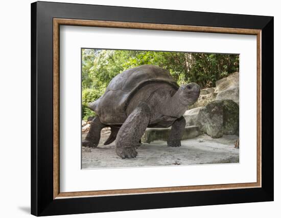 Seychelles, St. Anne Marine NP, Moyenne Island. Giant Aldabra Tortoise-Cindy Miller Hopkins-Framed Photographic Print