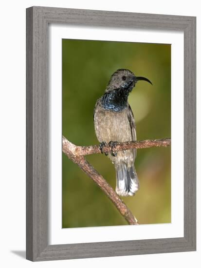 Seychelles Sunbird-Tony Camacho-Framed Photographic Print