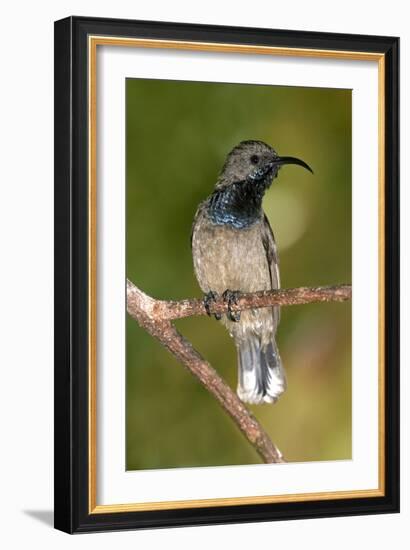 Seychelles Sunbird-Tony Camacho-Framed Photographic Print