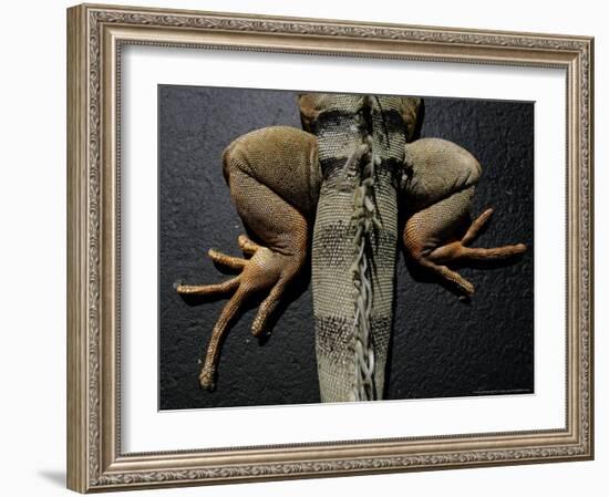 Shabango, an 8-Year-Old Iguana-Carolyn Kaster-Framed Photographic Print